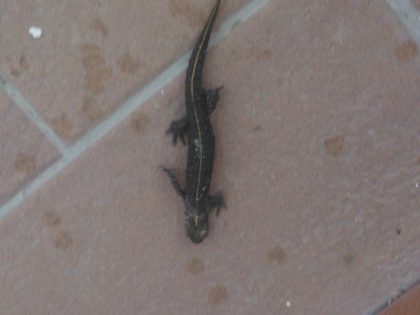 Triturus carnifex domande